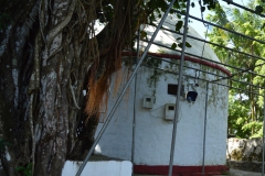 Old Kalimaye Temple and The Centenary Peepal Tree located in Antoinette in May 2015