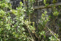 Conservation works at Trianon 2009